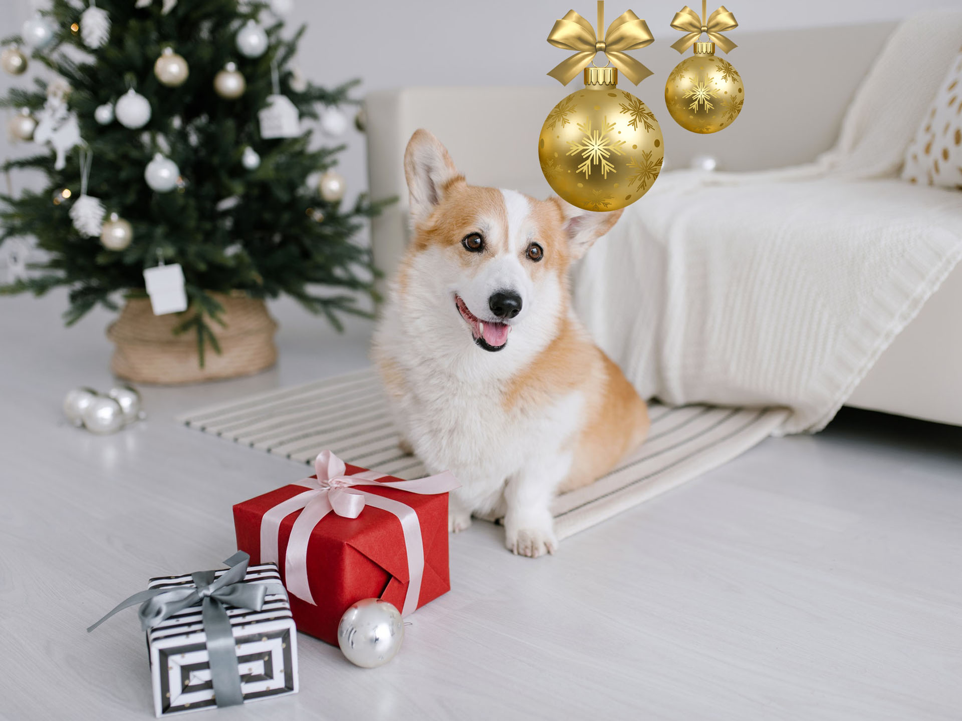 Pawfect Gifts for your Best Friend